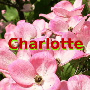 SC:4-5 hrs 03/23/2025 Charlotte,NC